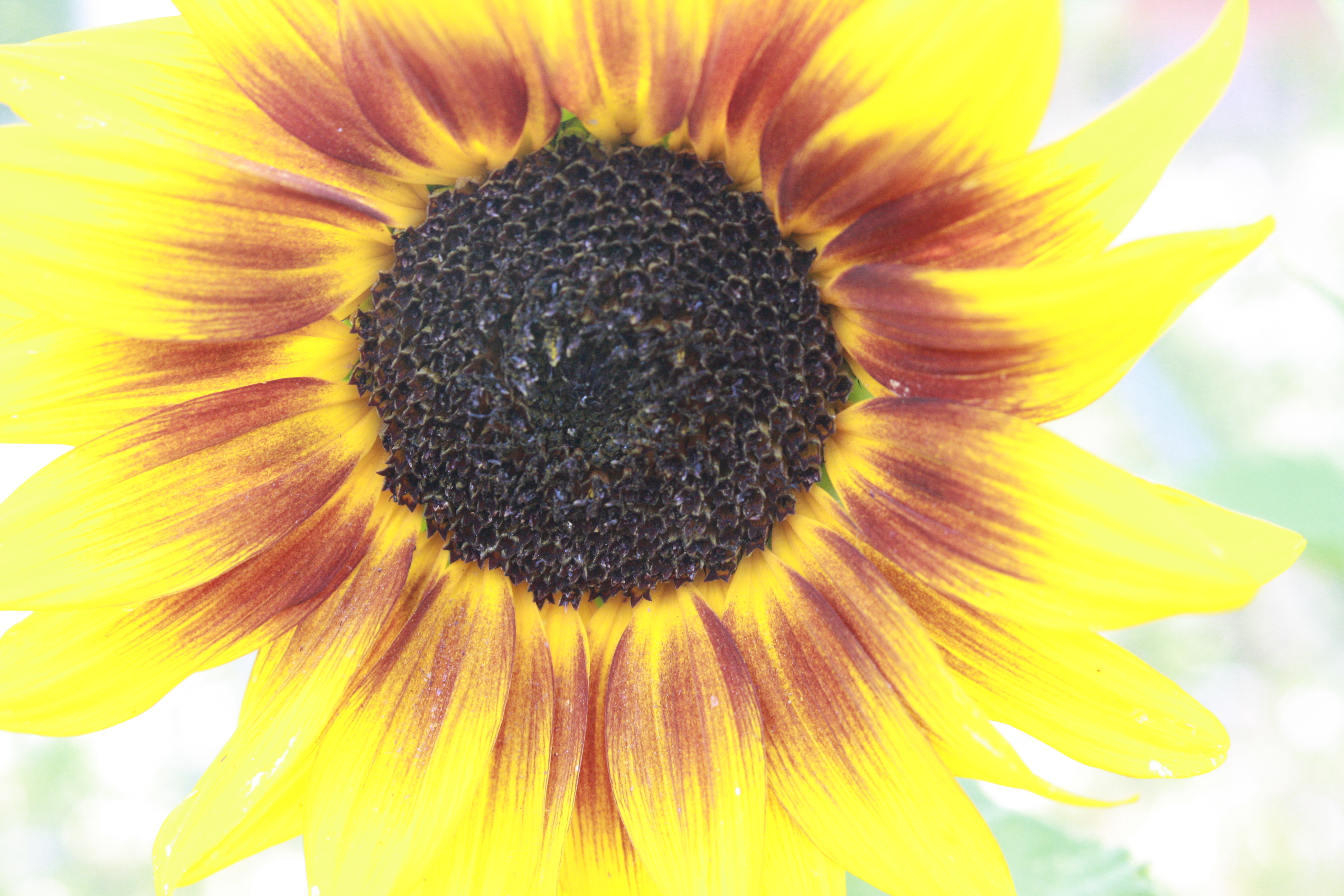 Detail Sunflower High Resolution Nomer 45