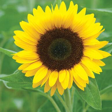 Detail Sunflower Image Nomer 11