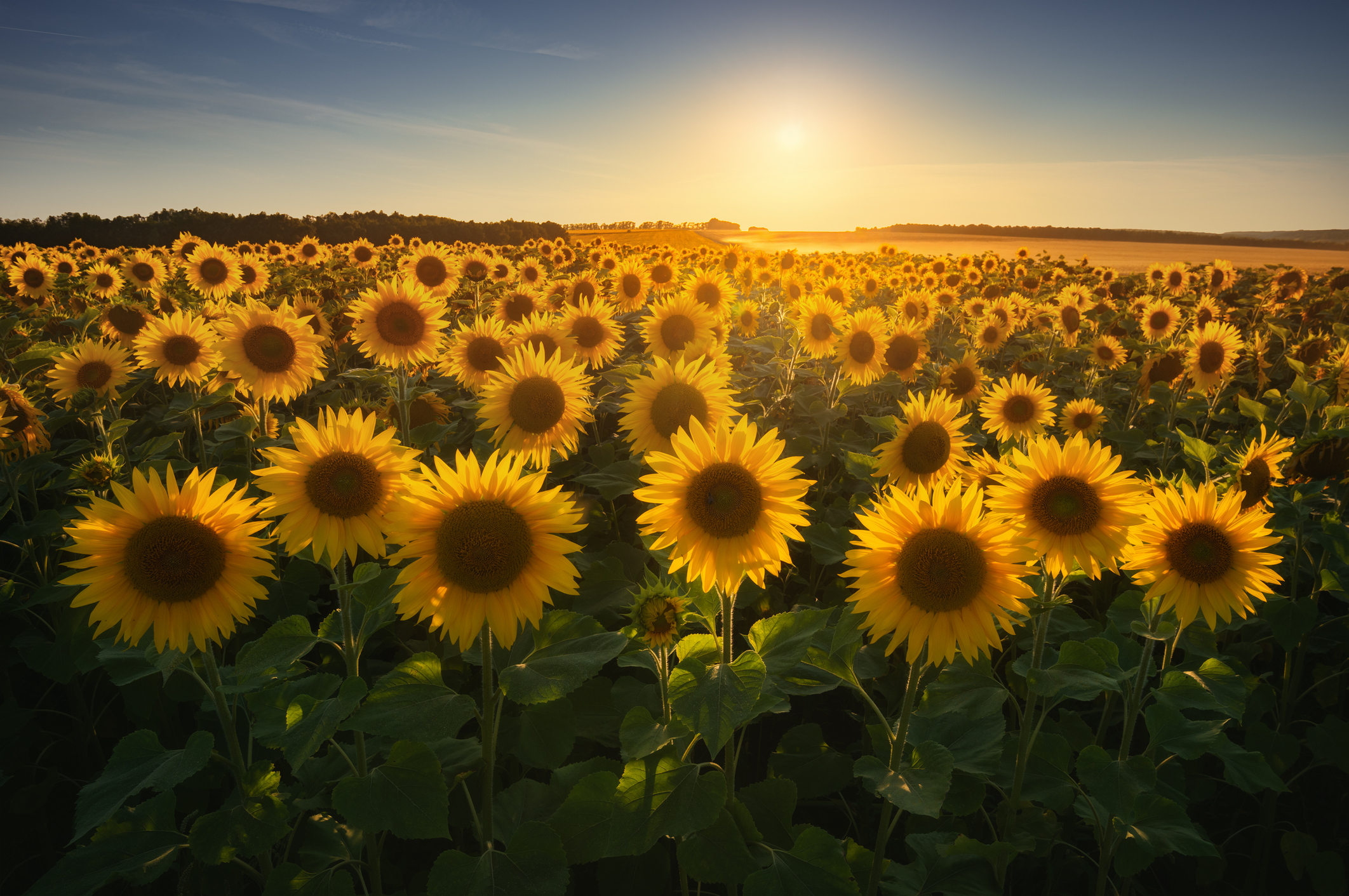 Detail Sunflower Image Nomer 12
