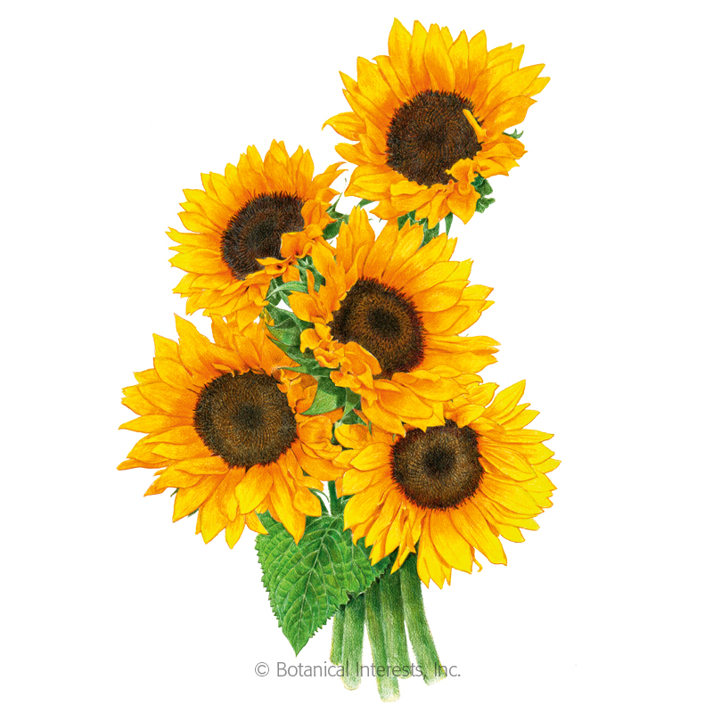 Detail Sunflower Image Nomer 14