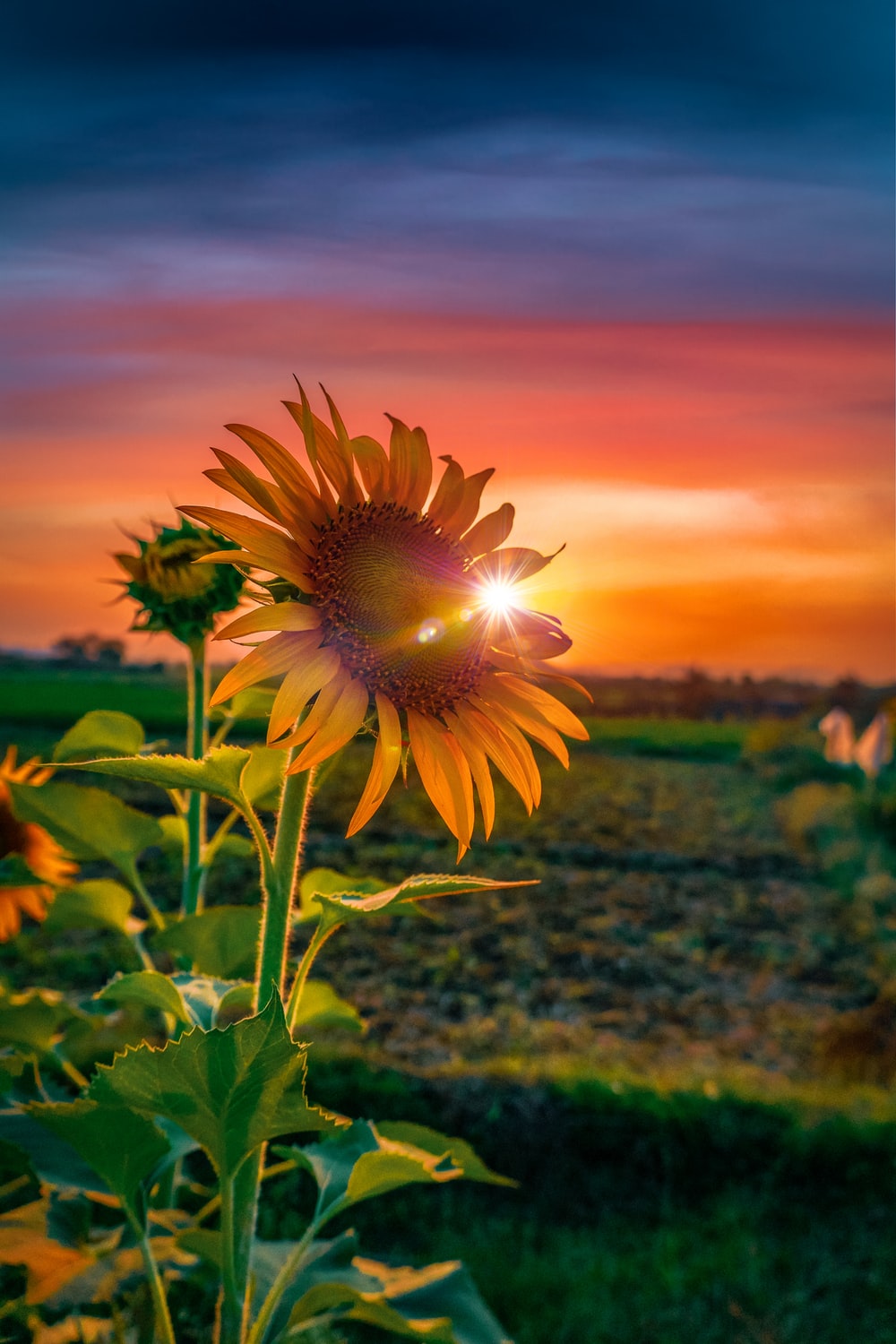 Detail Sunflower Image Nomer 16
