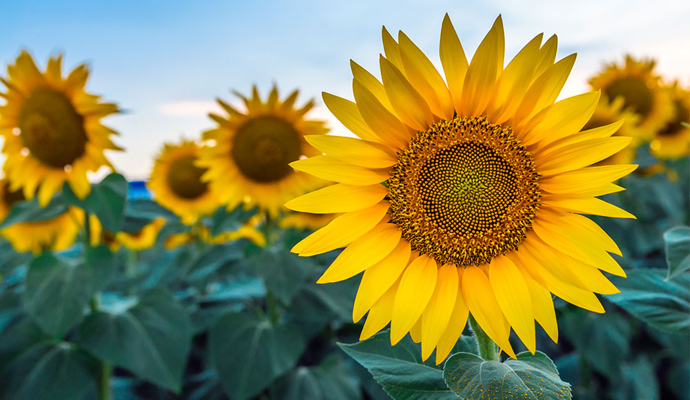 Detail Sunflower Image Nomer 17
