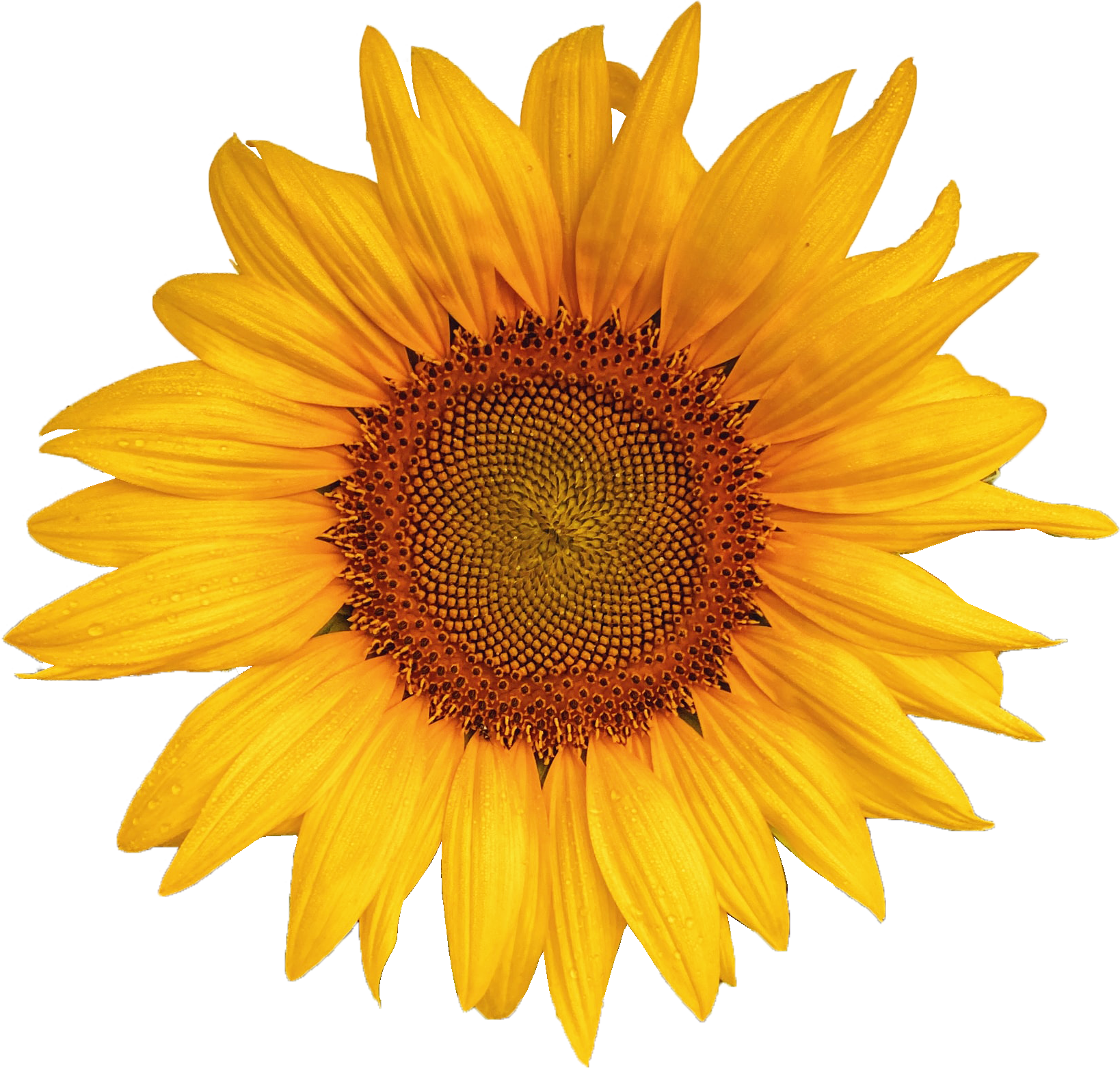 Detail Sunflower Image Nomer 19