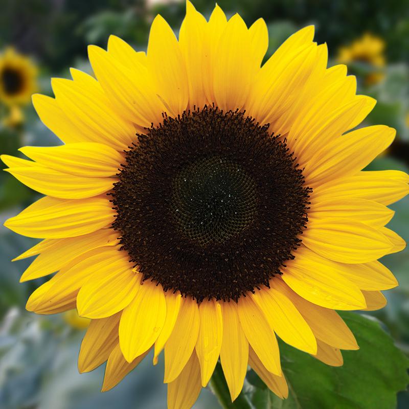 Detail Sunflower Image Nomer 21