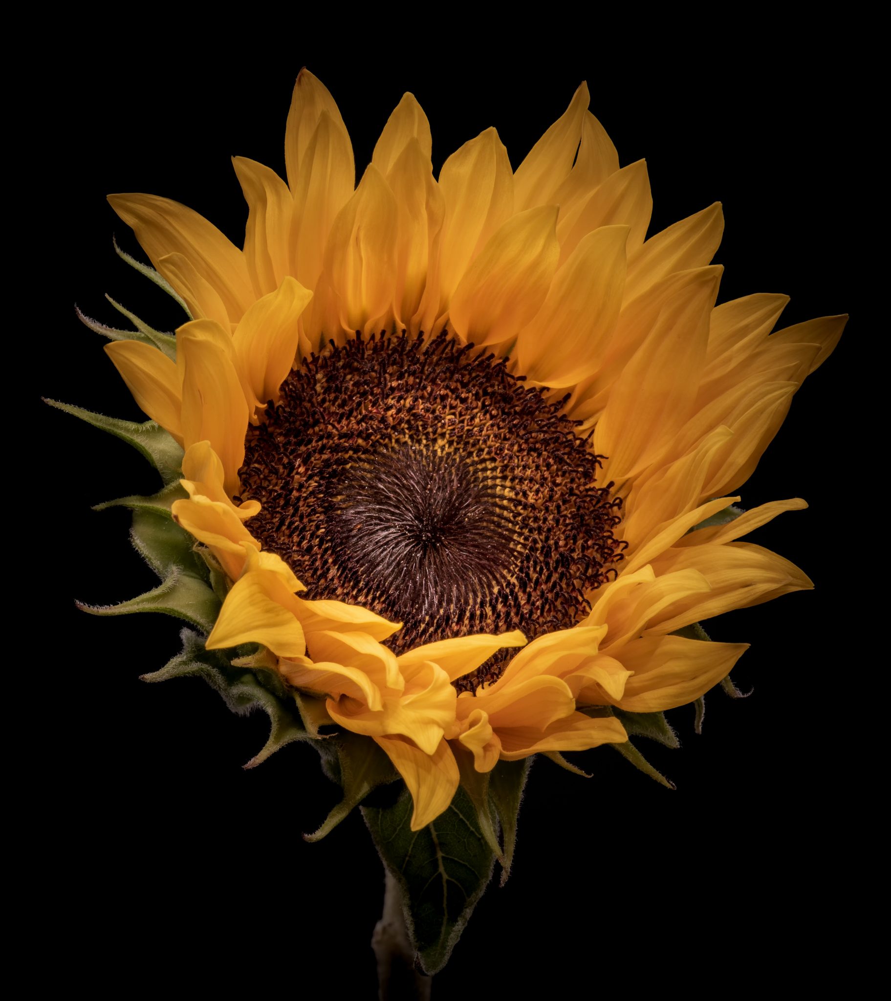 Detail Sunflower Image Nomer 22