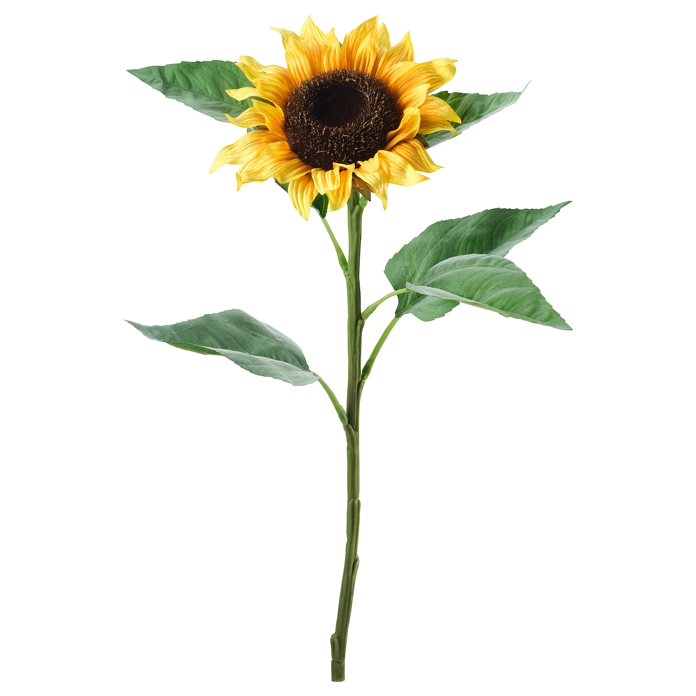 Detail Sunflower Image Nomer 24