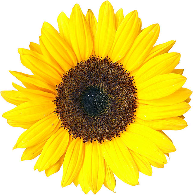 Detail Sunflower Image Nomer 25