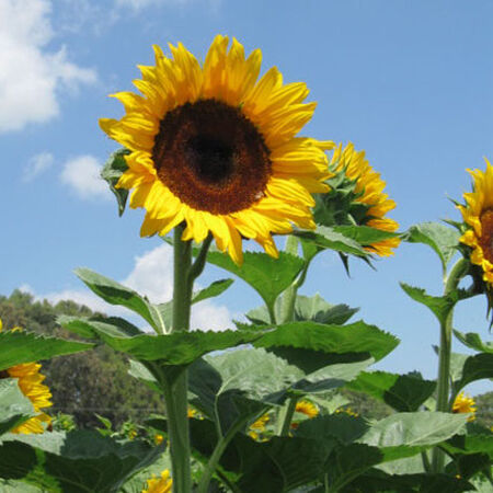 Detail Sunflower Image Nomer 26