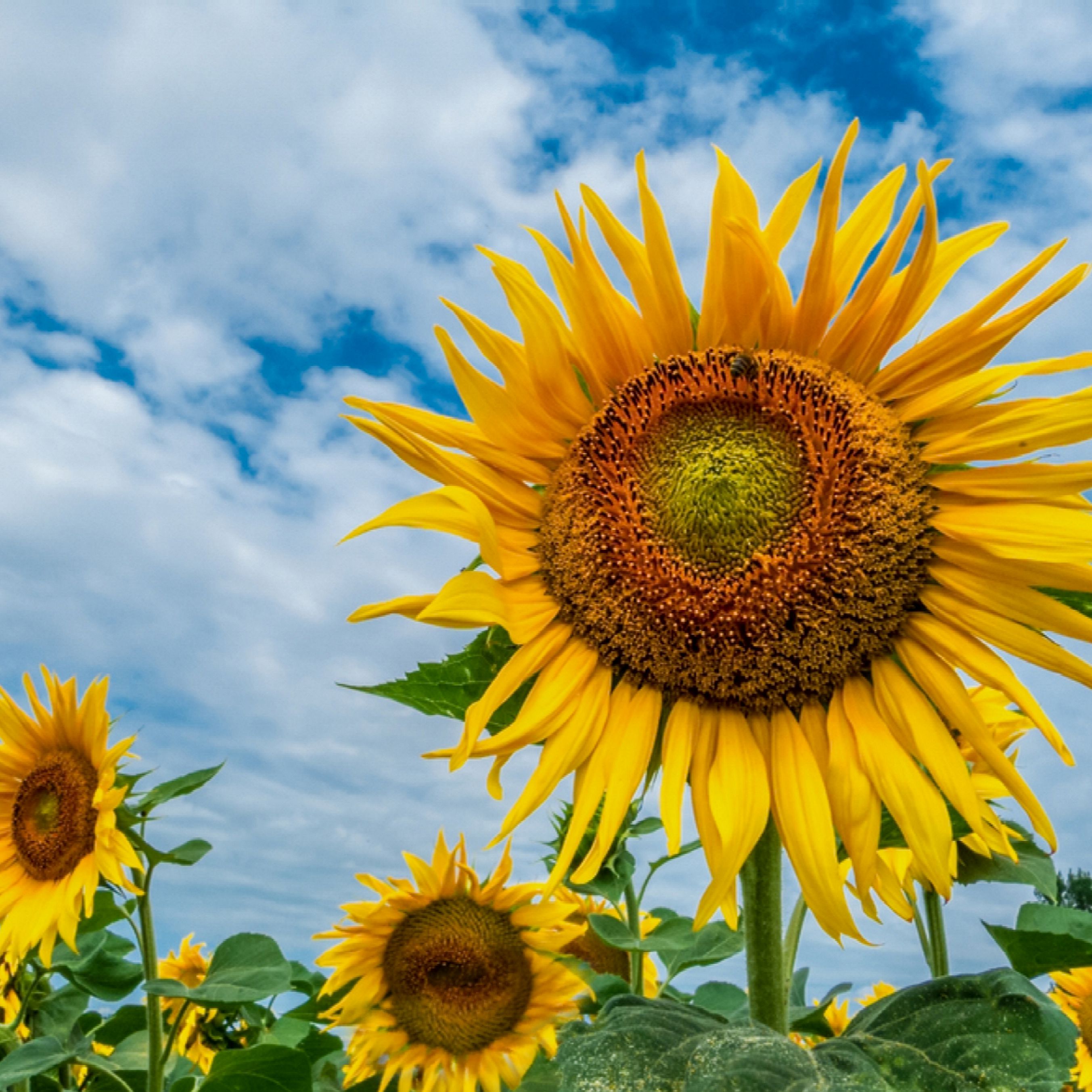 Detail Sunflower Image Nomer 27