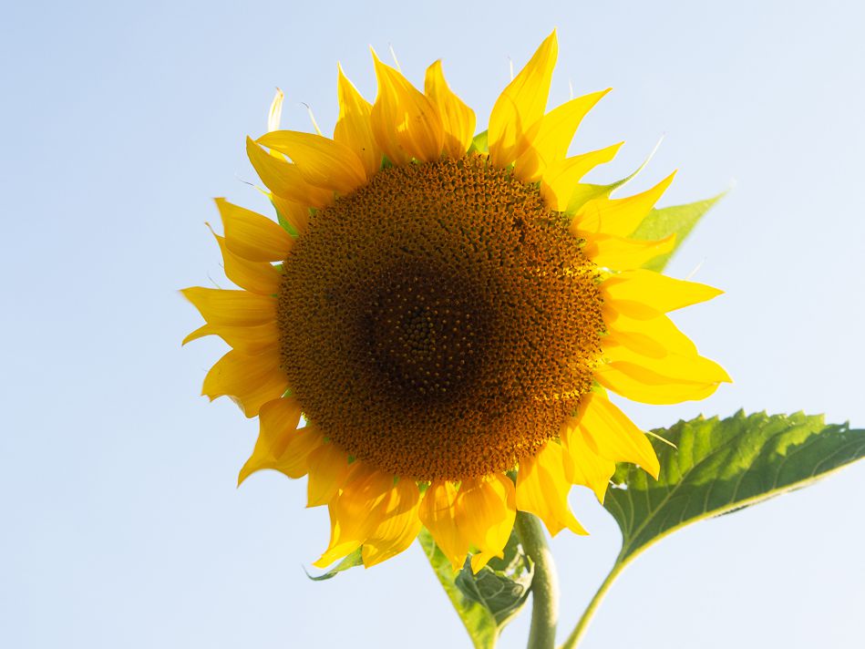 Detail Sunflower Image Nomer 28
