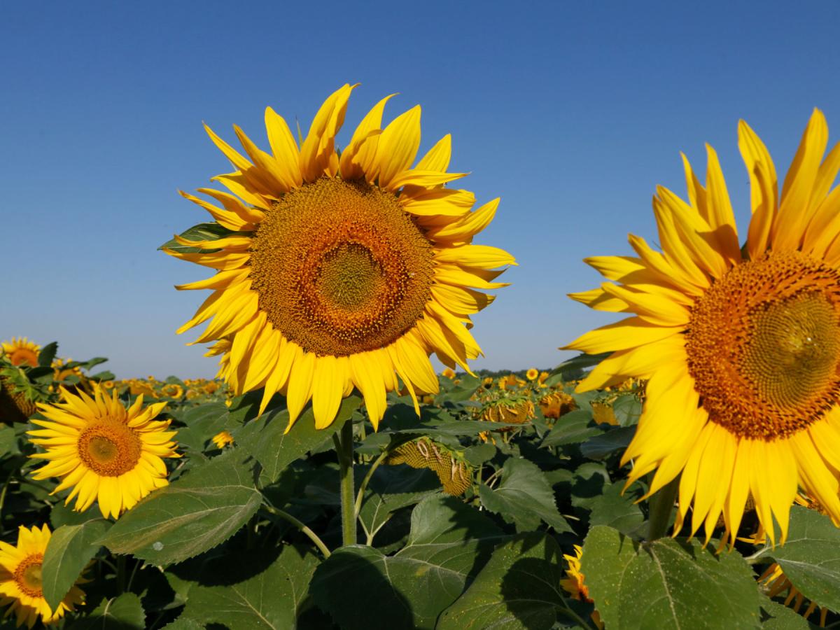Detail Sunflower Image Nomer 29