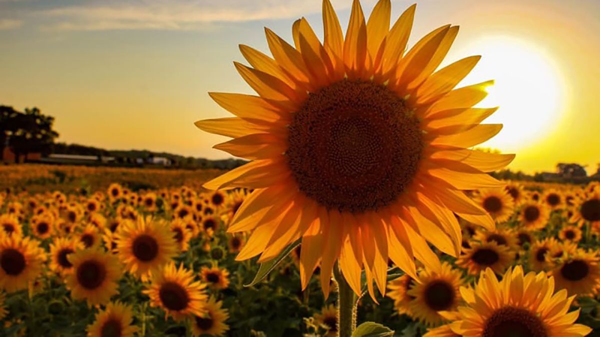 Detail Sunflower Image Nomer 30