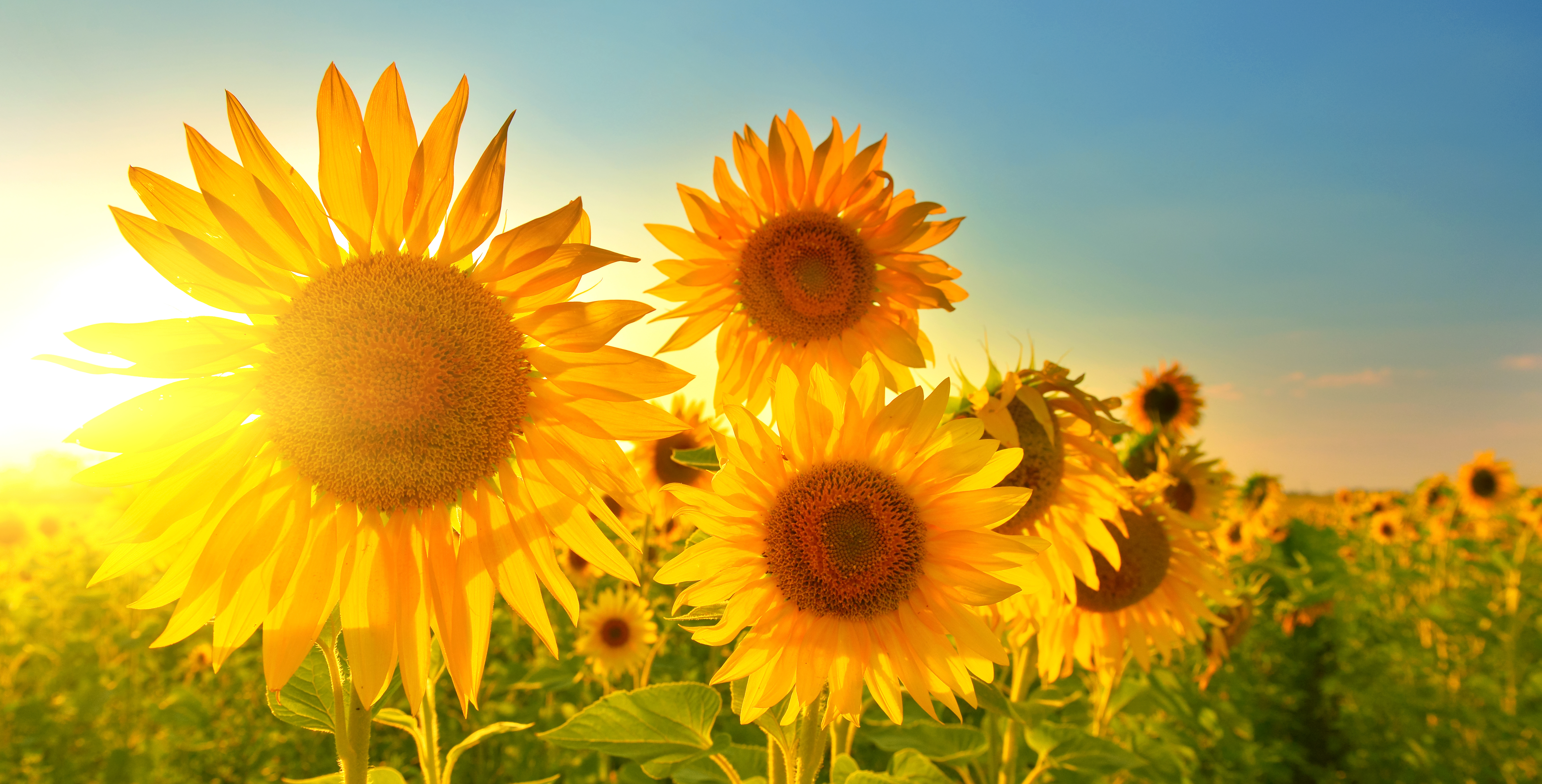 Detail Sunflower Image Nomer 31