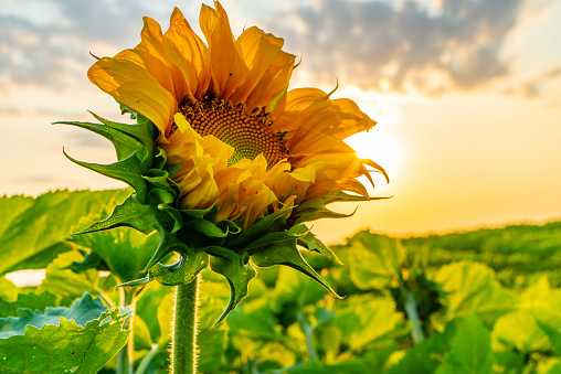 Detail Sunflower Image Nomer 33