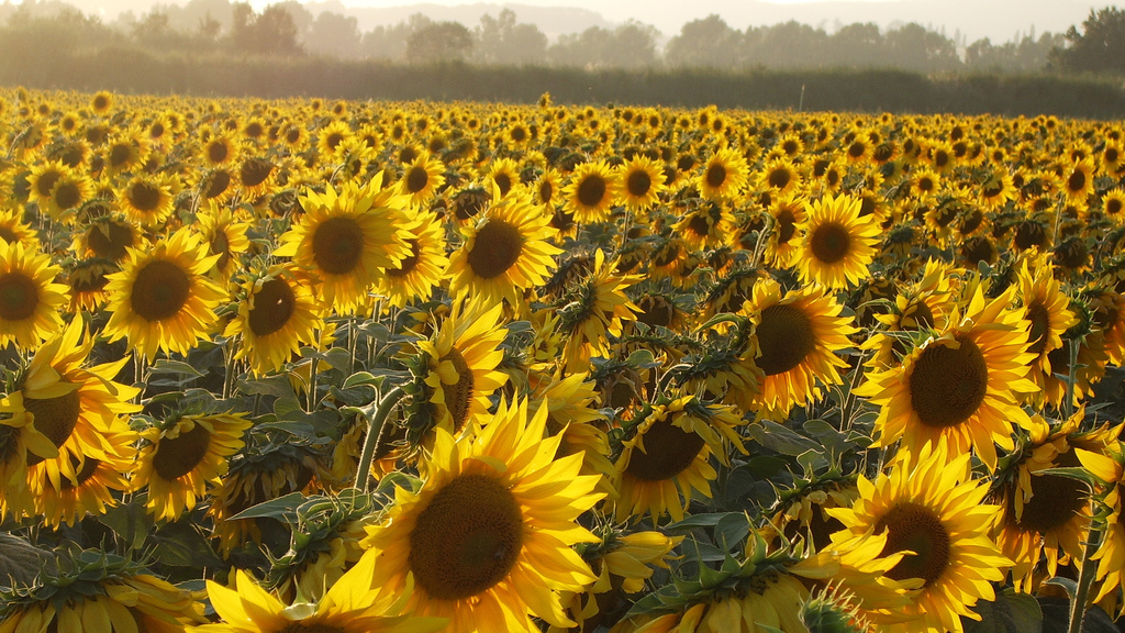Detail Sunflower Image Nomer 34
