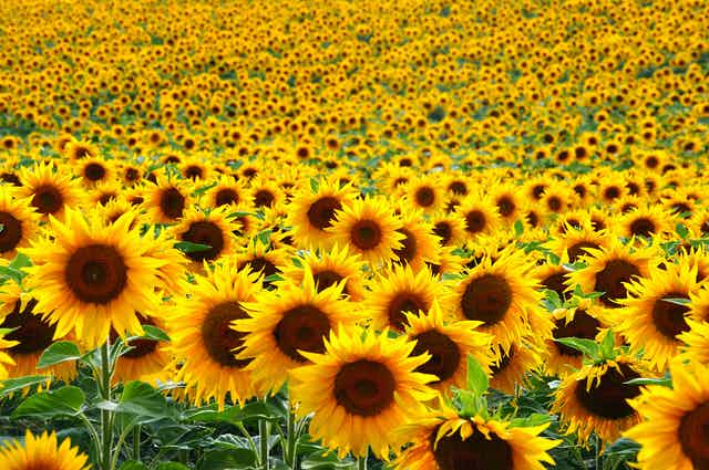 Detail Sunflower Image Nomer 4
