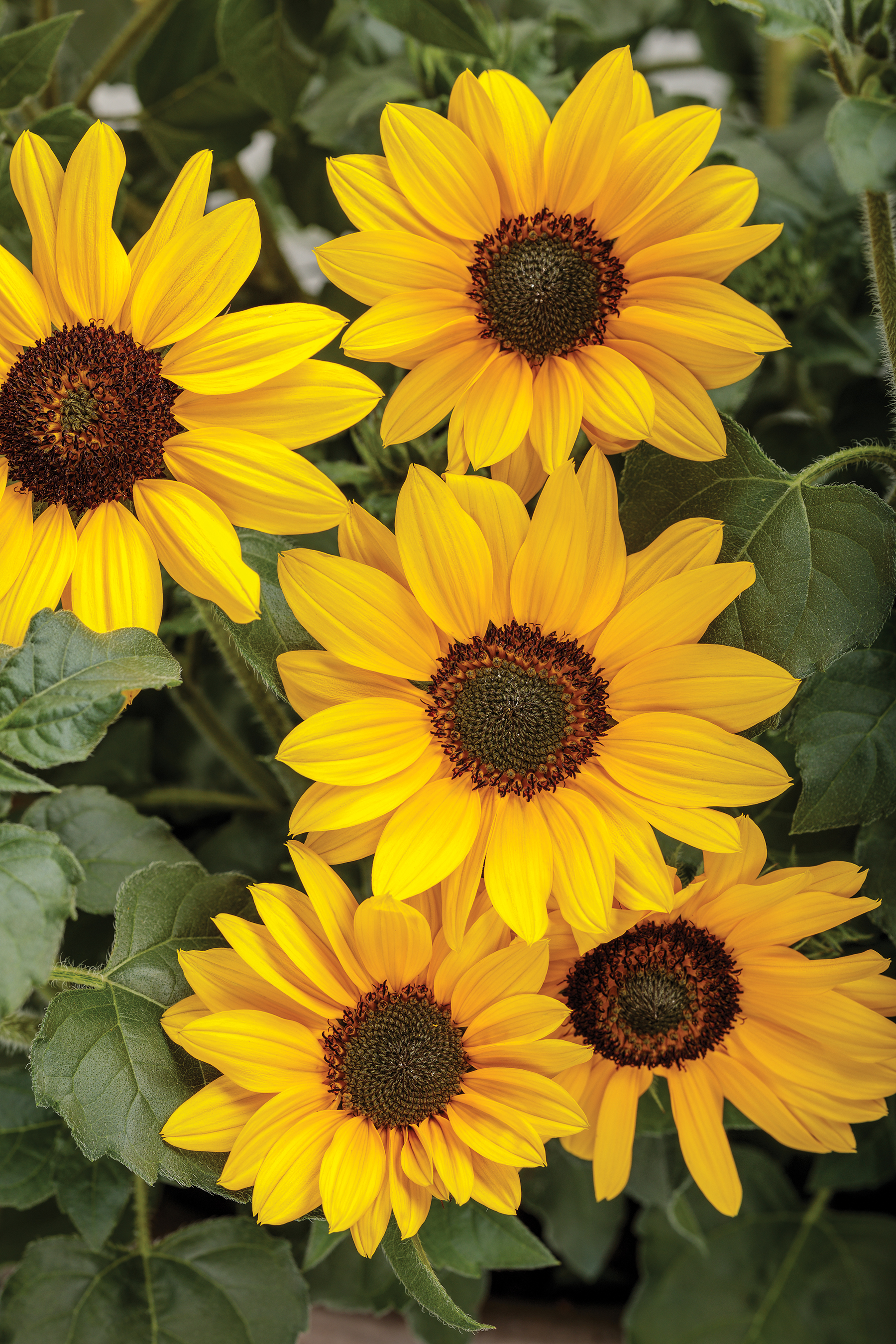 Detail Sunflower Image Nomer 35