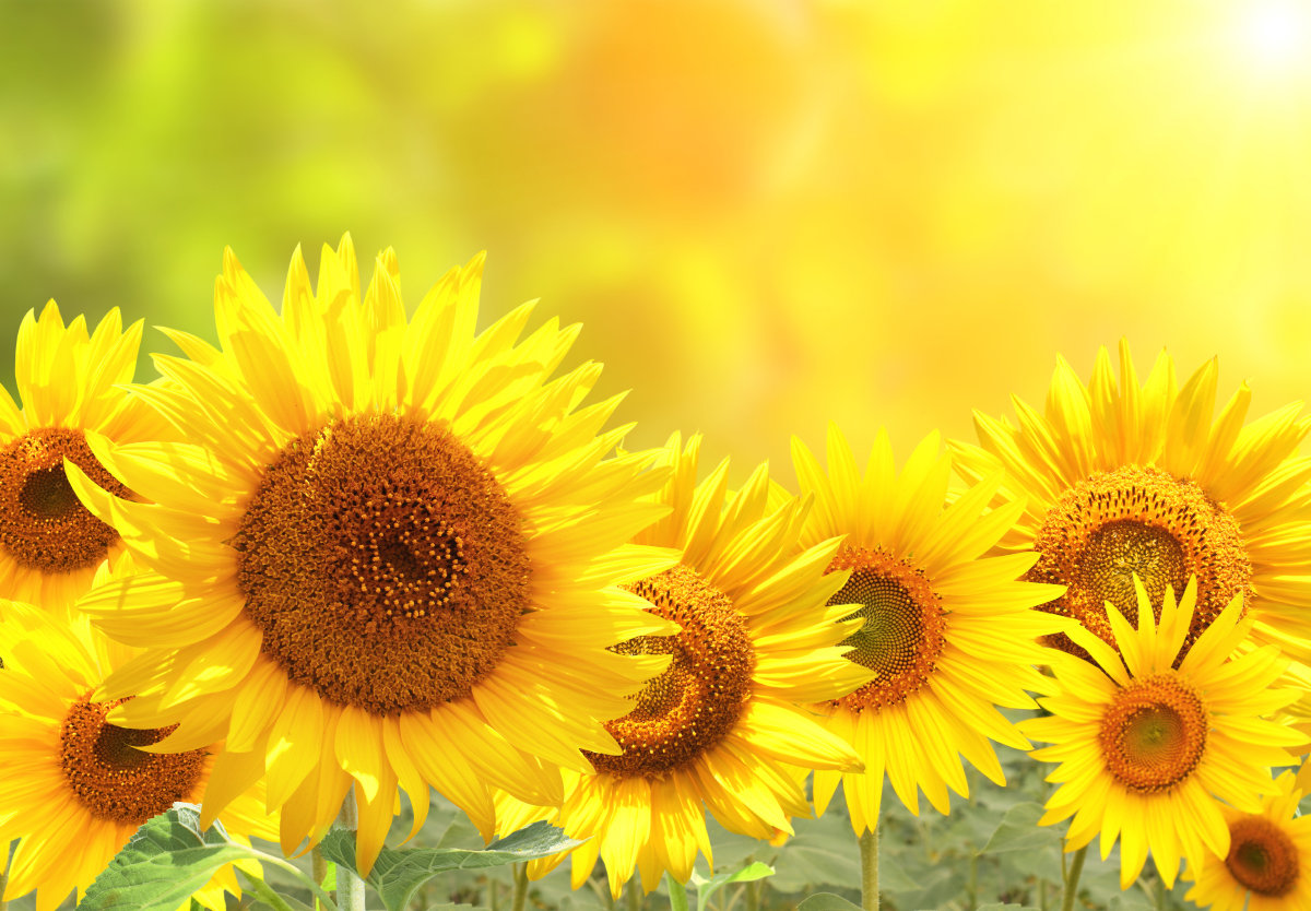 Detail Sunflower Image Nomer 36