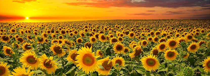 Detail Sunflower Image Nomer 37