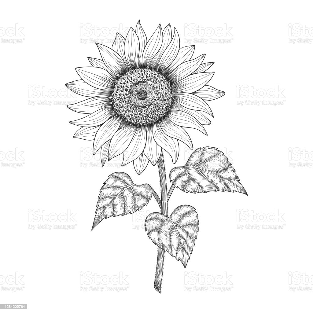 Detail Sunflower Image Nomer 38