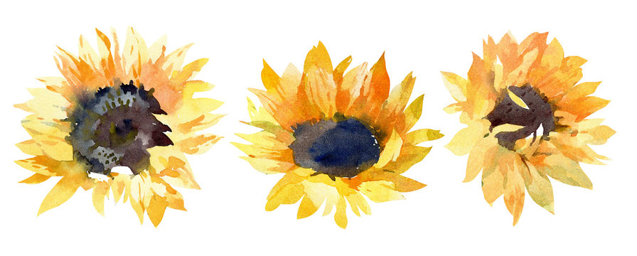 Detail Sunflower Image Nomer 39