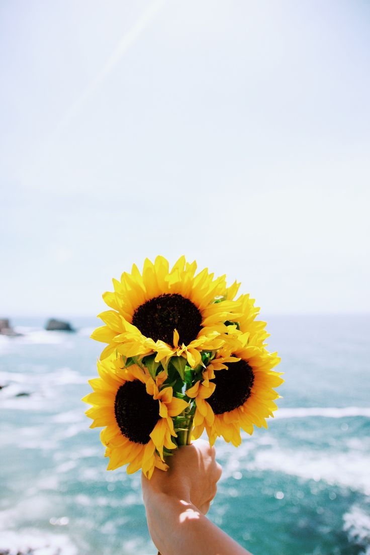 Detail Sunflower Image Nomer 40