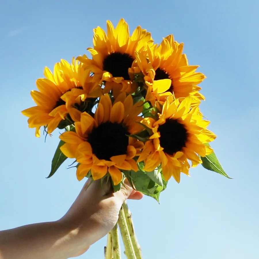 Detail Sunflower Image Nomer 41