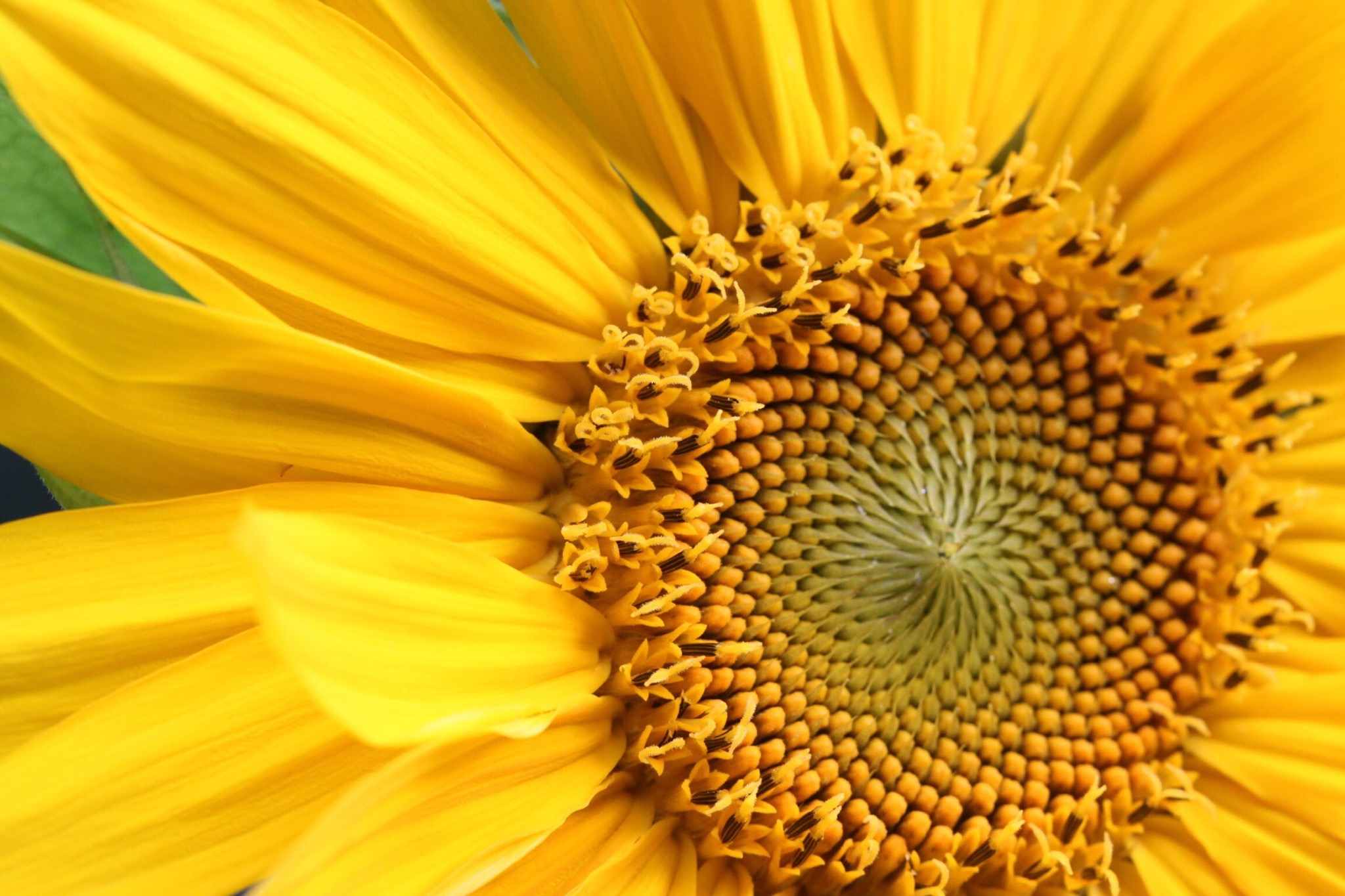 Detail Sunflower Image Nomer 43