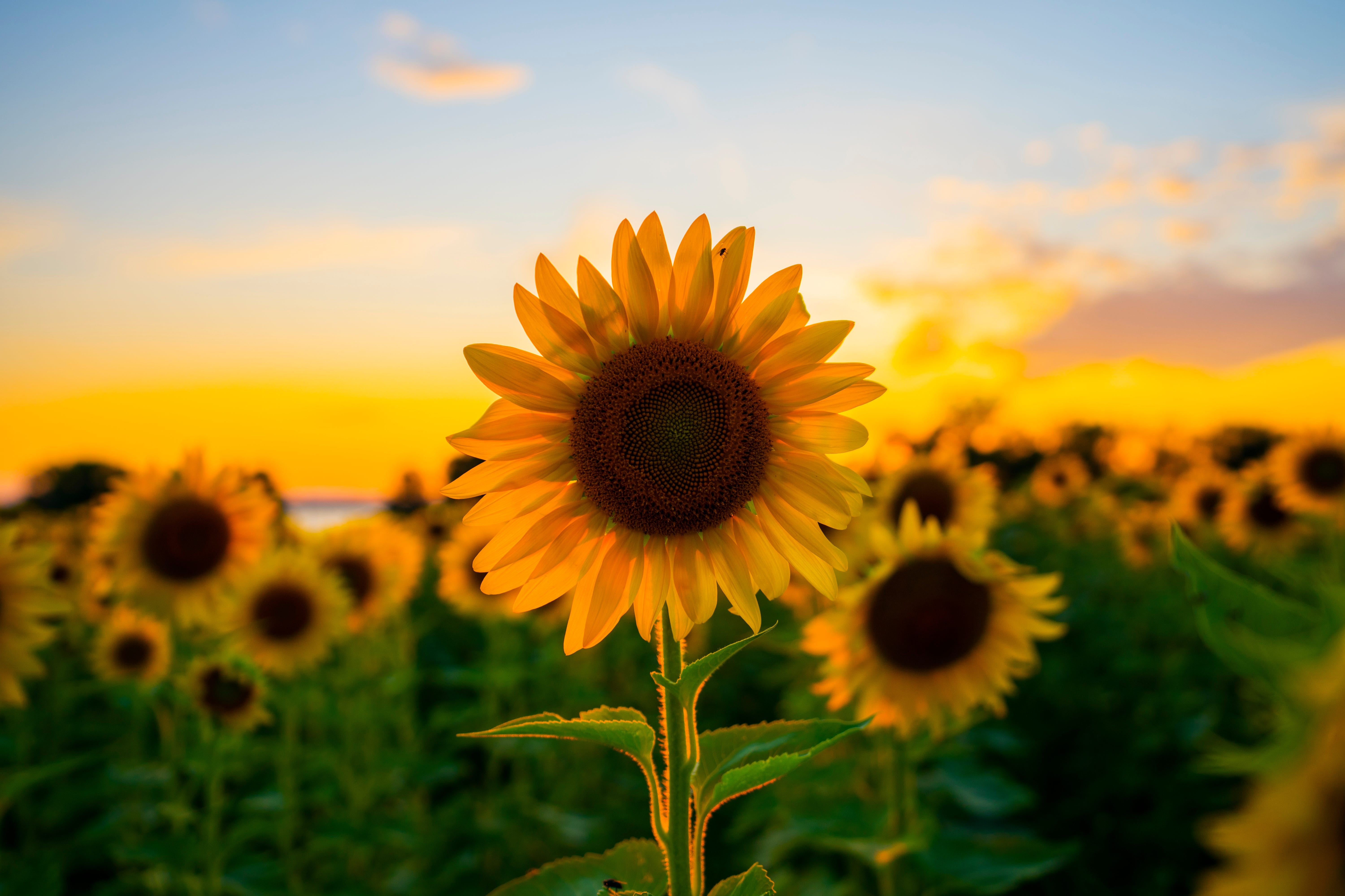 Detail Sunflower Image Nomer 5