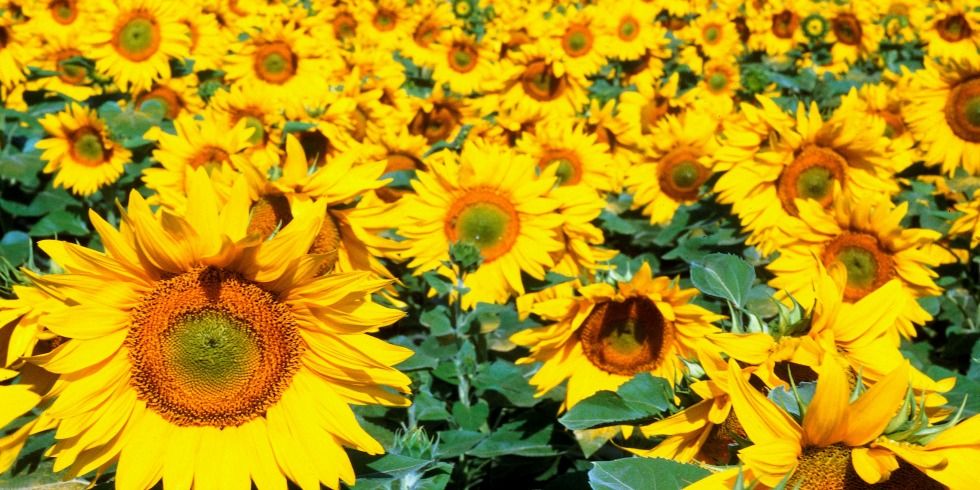 Detail Sunflower Image Nomer 44