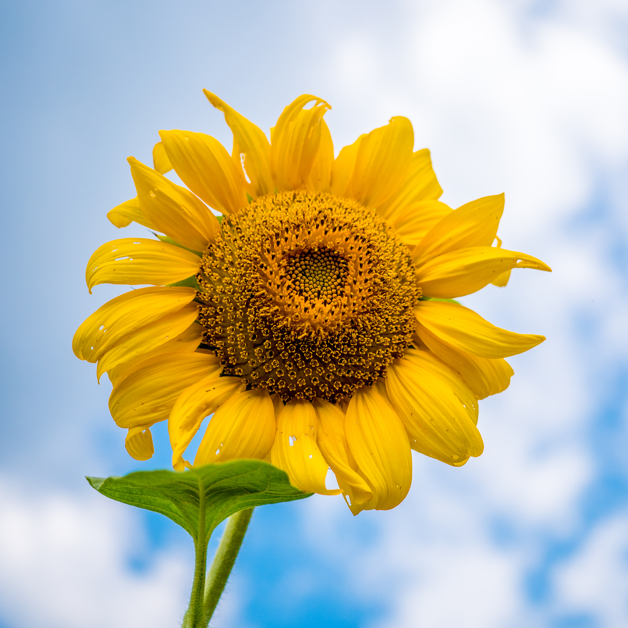 Detail Sunflower Image Nomer 45