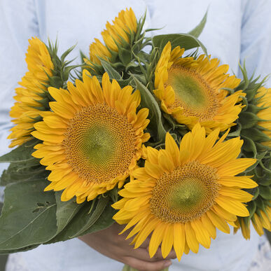 Detail Sunflower Image Nomer 46