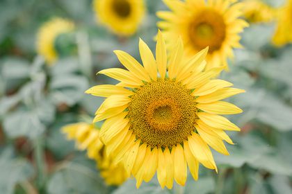 Detail Sunflower Image Nomer 47