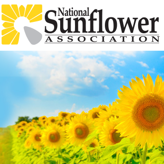 Detail Sunflower Image Nomer 49