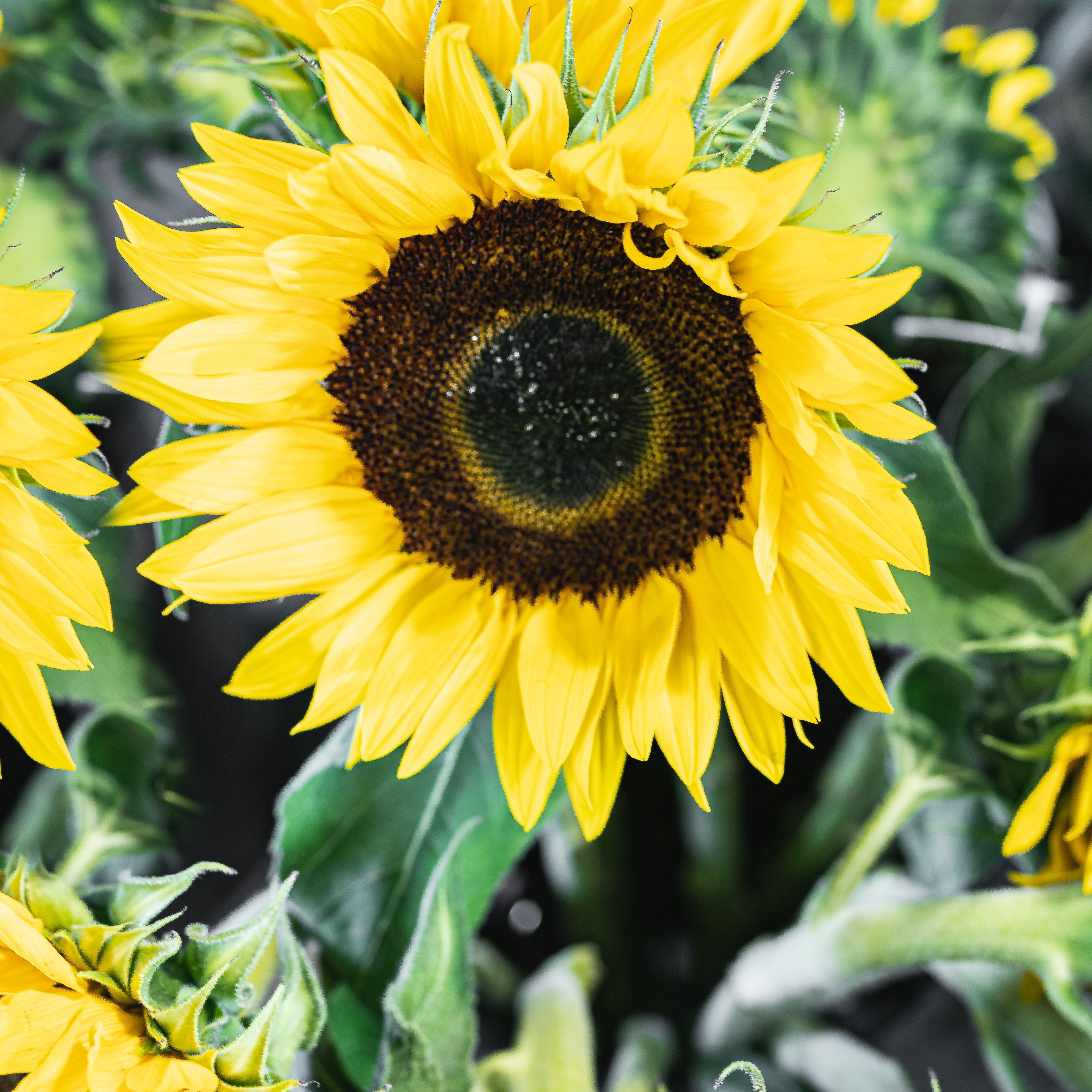 Detail Sunflower Image Nomer 50