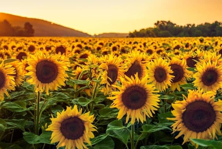 Detail Sunflower Image Nomer 6