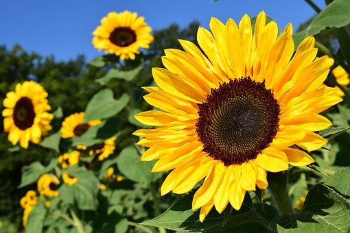 Detail Sunflower Image Nomer 7