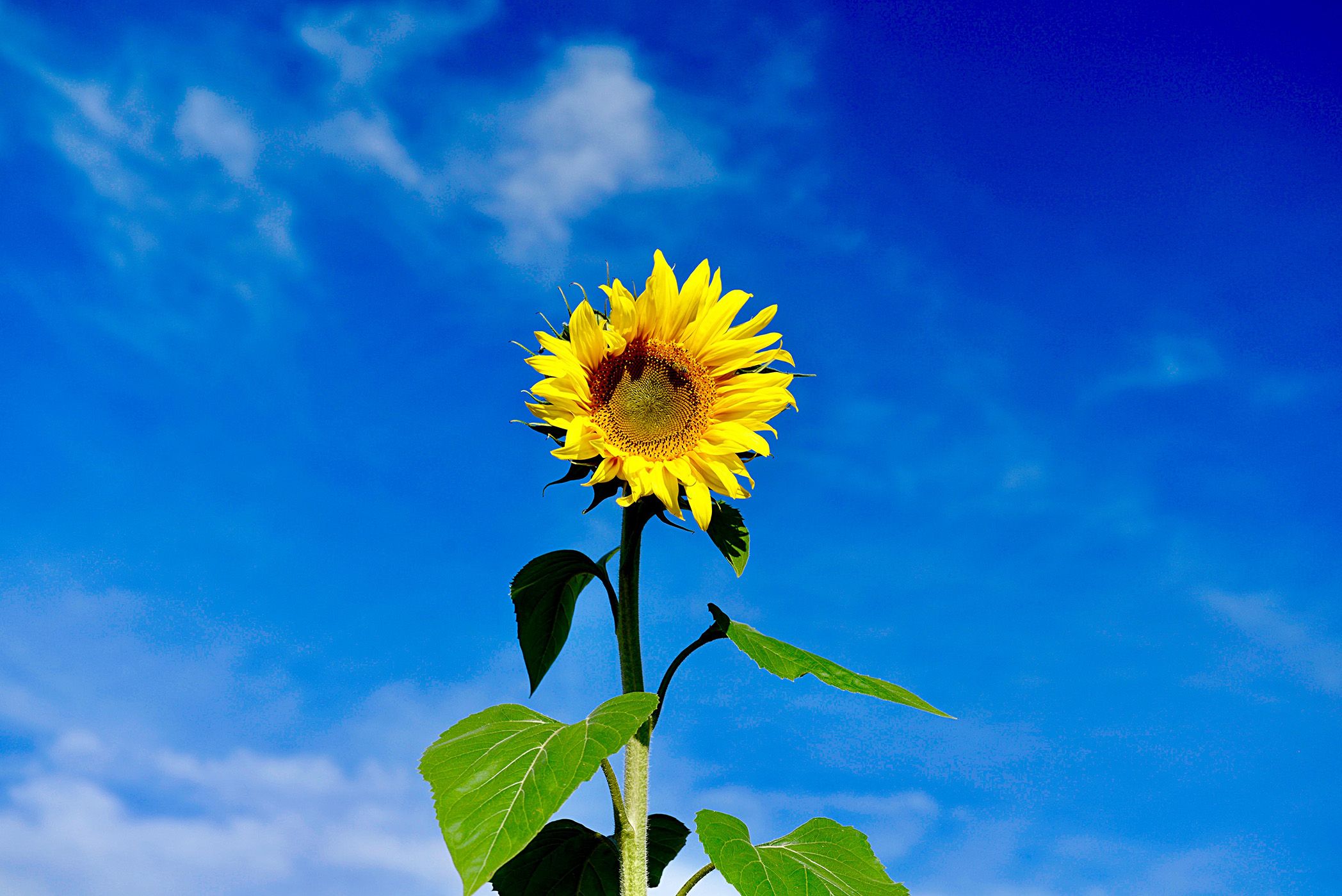 Detail Sunflower Image Nomer 8