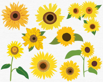 Detail Sunflower Images Clip Art Nomer 17