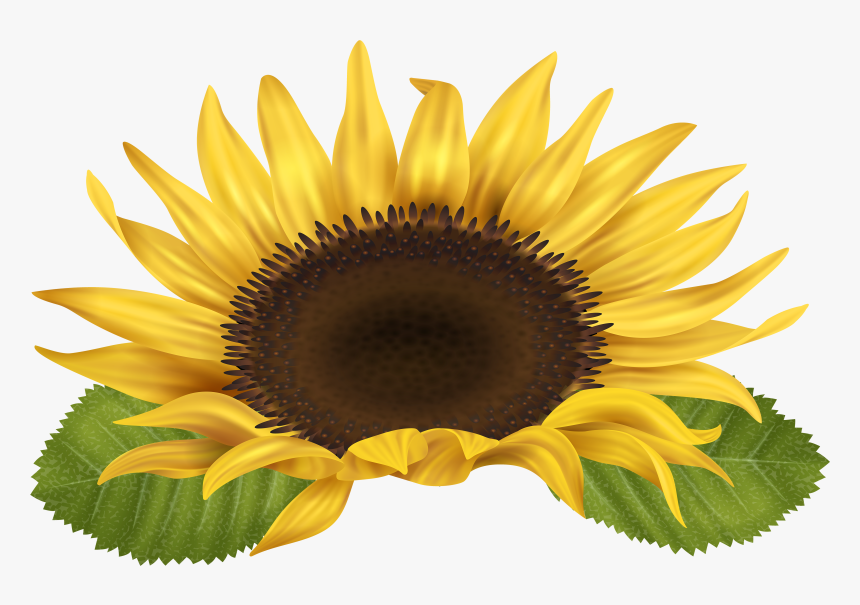 Detail Sunflower Images Clip Art Nomer 38