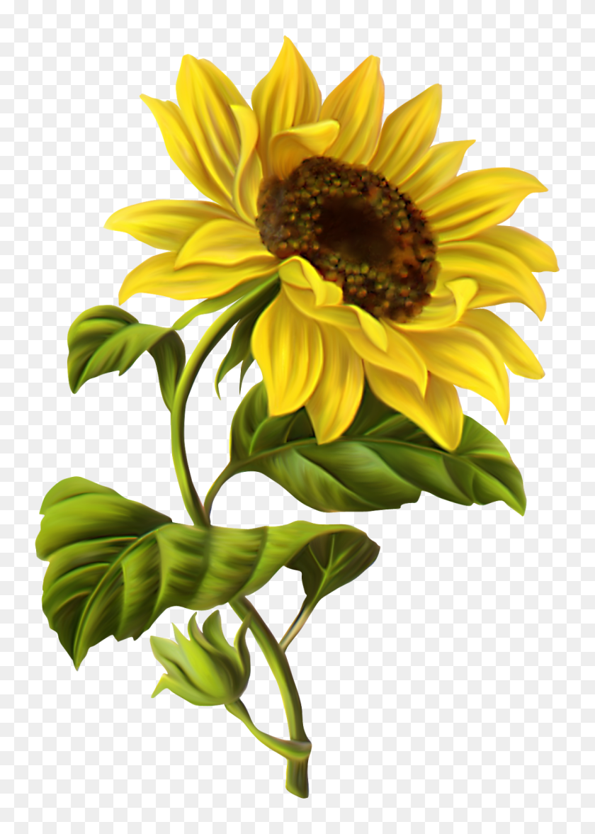 Detail Sunflower Images Clip Art Nomer 44