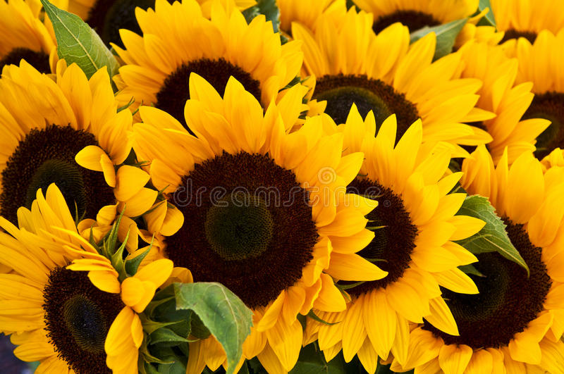 Detail Sunflower Images Free Nomer 43