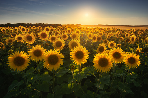 Detail Sunflower Images Gallery Nomer 13