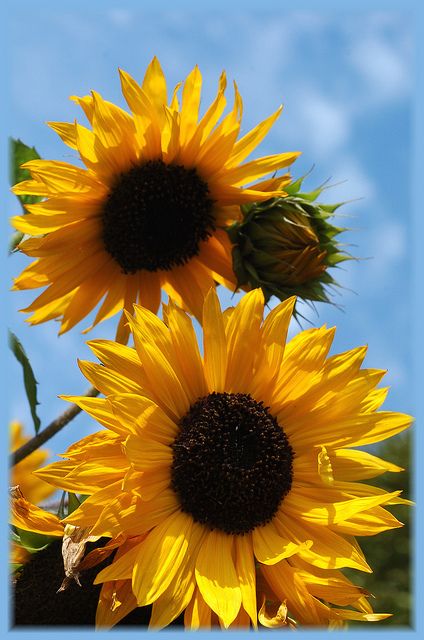 Detail Sunflower Images Gallery Nomer 17