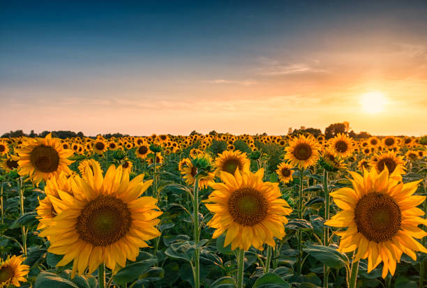 Detail Sunflower Images Gallery Nomer 3