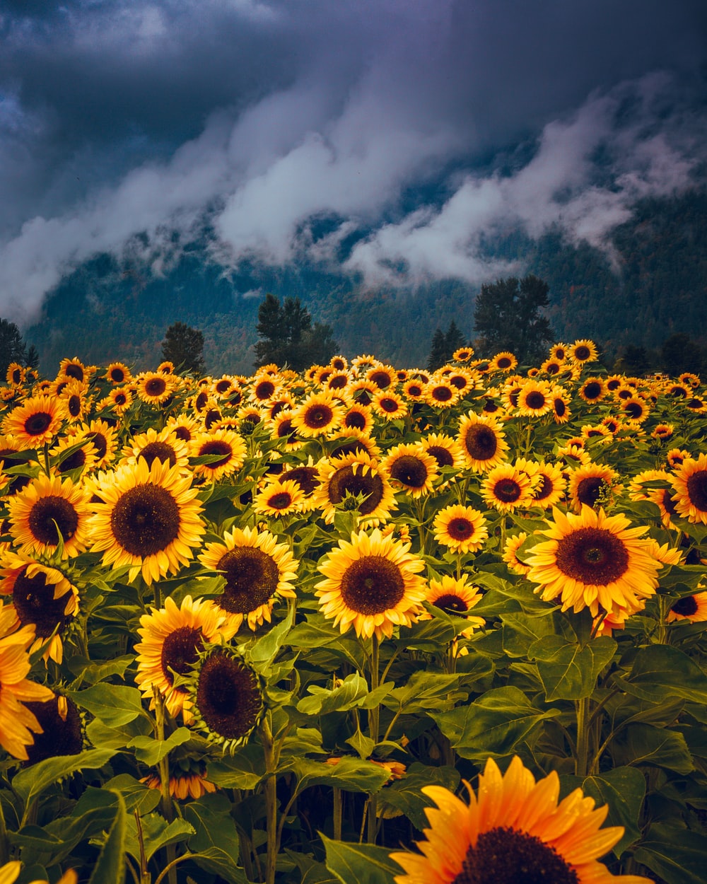 Detail Sunflower Images Gallery Nomer 21