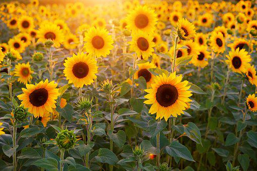 Detail Sunflower Images Gallery Nomer 23