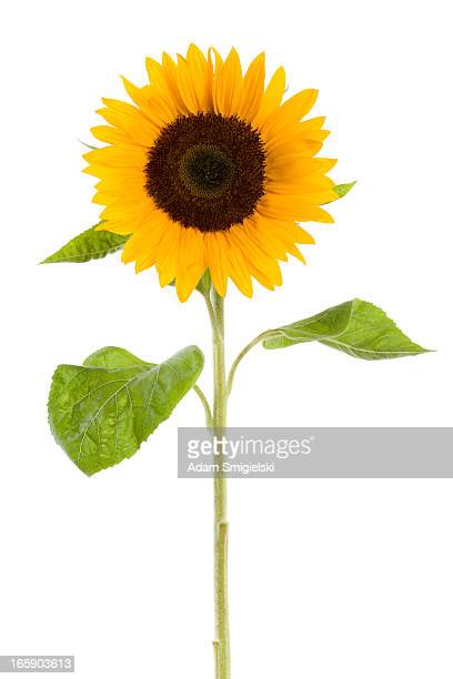 Detail Sunflower Images Gallery Nomer 25