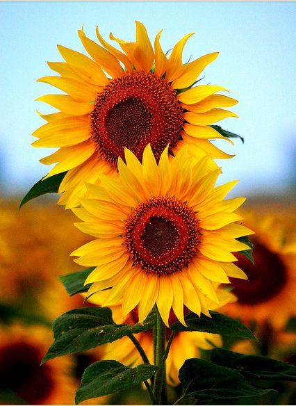 Detail Sunflower Images Gallery Nomer 28