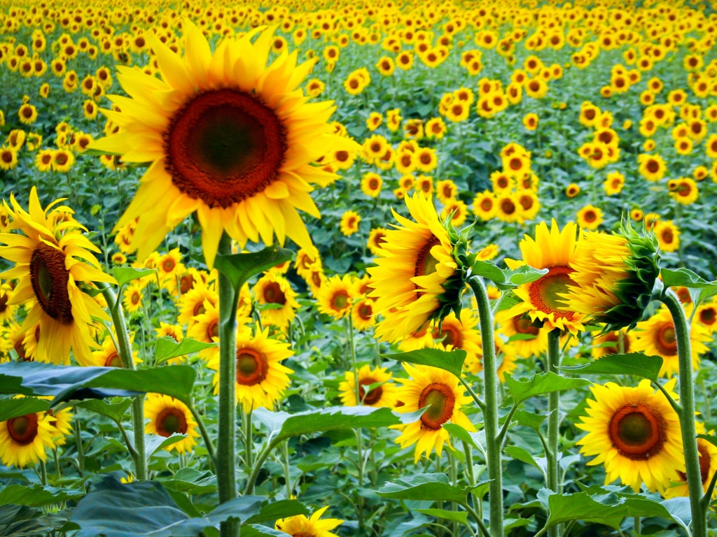 Detail Sunflower Images Gallery Nomer 30